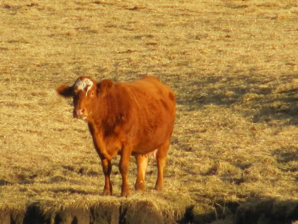 The cows always look at me.  I always look at them.