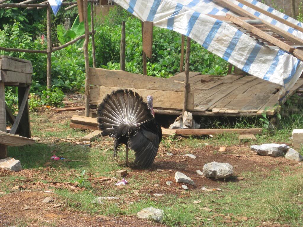 Turkey